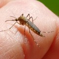 Lakossági tájékoztató - szúnyoggyérítés